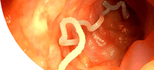 intestines.png